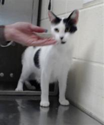 Shelter Stray Female Cat last seen Near BLOCK STRATHMORE AVE, FAYETTEVILLE NC 28304, 4704 Corporation Dr, Fayetteville, NC 28306, USA