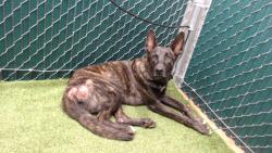 Shelter Stray Male Dog last seen , 11258 Garfield Ave, Downey, CA 90242, USA