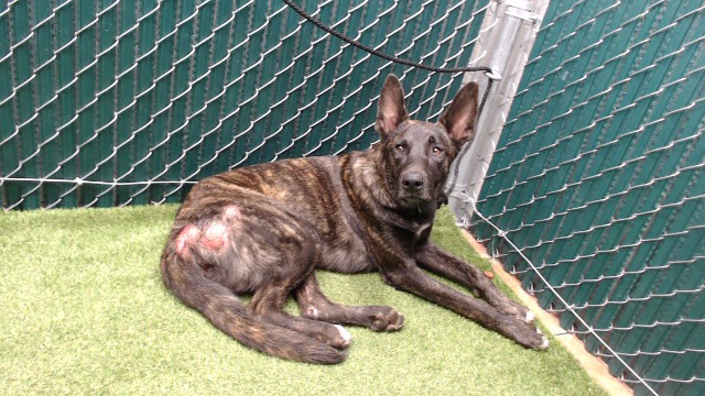 Shelter Stray Male Dog last seen , 11258 Garfield Ave, Downey, CA 90242, USA