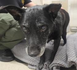 Shelter Stray Female Dog last seen AUBURN FOLSOM RD, 11232 B Ave, Auburn, CA 95603, USA