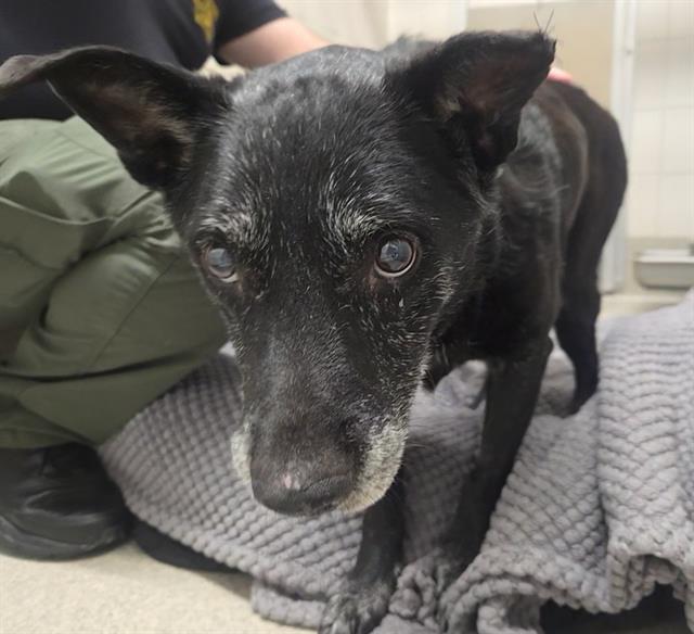 Shelter Stray Female Dog last seen AUBURN FOLSOM RD, 11232 B Ave, Auburn, CA 95603, USA