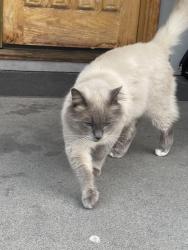 Lost Male Cat last seen Prince Charles School area 125 a st and 102 ave, Surrey, BC V3V 4Z5