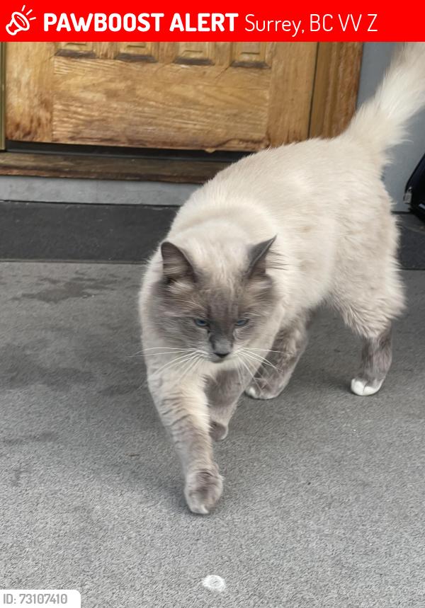 Lost Male Cat last seen Prince Charles School area 125 a st and 102 ave, Surrey, BC V3V 4Z5