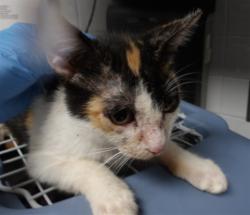 Shelter Stray Female Cat last seen , 11361 W Pico Blvd, Los Angeles, CA 90064, USA