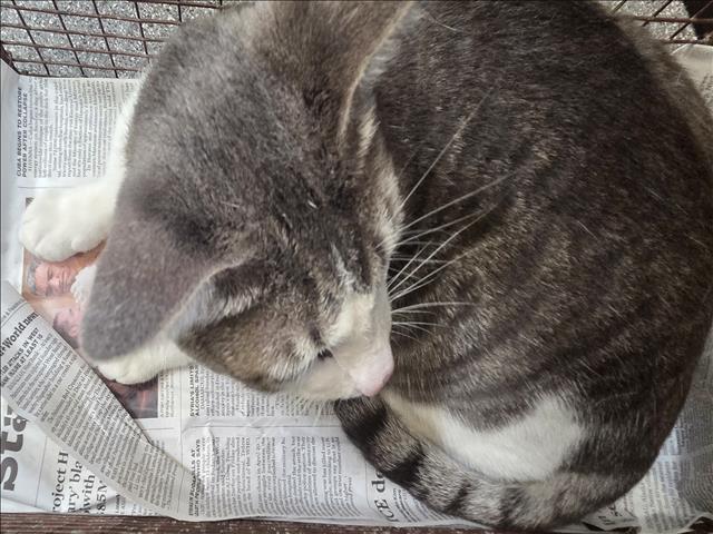 Shelter Stray Male Cat last seen , 3201 Lacy St, Los Angeles, CA 90031, USA