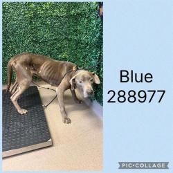Shelter Stray Male Dog last seen DONALD AVE, 4214 Fulton Mill Rd, Macon, GA 31216, USA