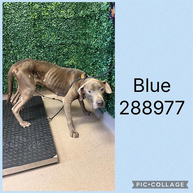 Shelter Stray Male Dog last seen DONALD AVE, 4214 Fulton Mill Rd, Macon, GA 31216, USA