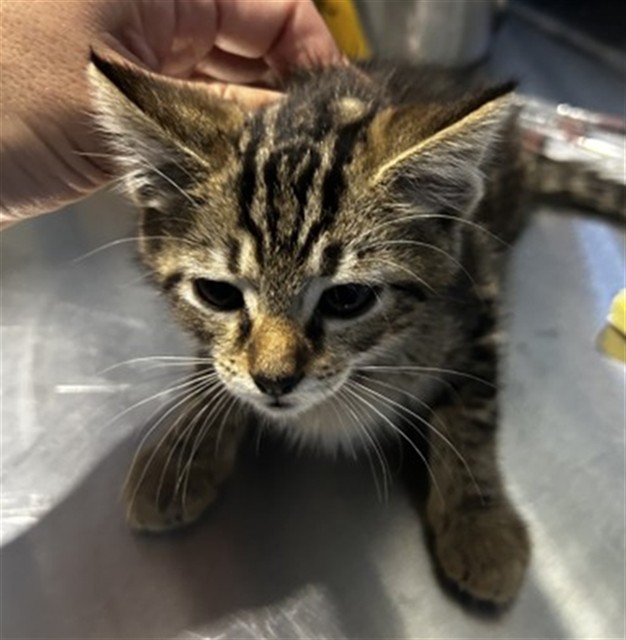 Shelter Stray Female Cat last seen Near BLOCK MOUNTAIN VIEW AVE, 333 Chandler Pl, San Bernardino, CA 92408, USA