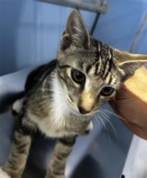 Shelter Stray Female Cat last seen Near BLOCK MOUNTAIN VIEW AVE, 333 Chandler Pl, San Bernardino, CA 92408, USA