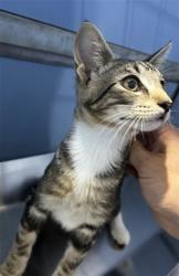 Shelter Stray Male Cat last seen Near BLOCK MOUNTAIN VIEW AVE, 333 Chandler Pl, San Bernardino, CA 92408, USA