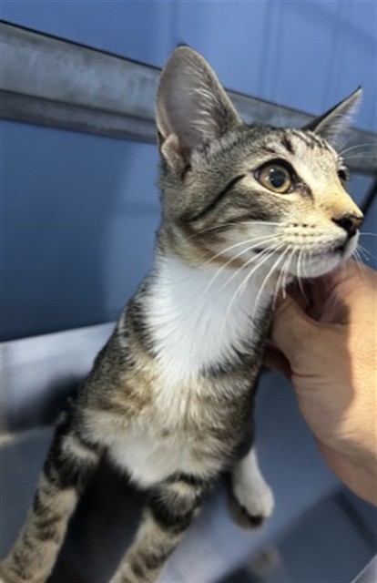 Shelter Stray Male Cat last seen Near BLOCK MOUNTAIN VIEW AVE, 333 Chandler Pl, San Bernardino, CA 92408, USA