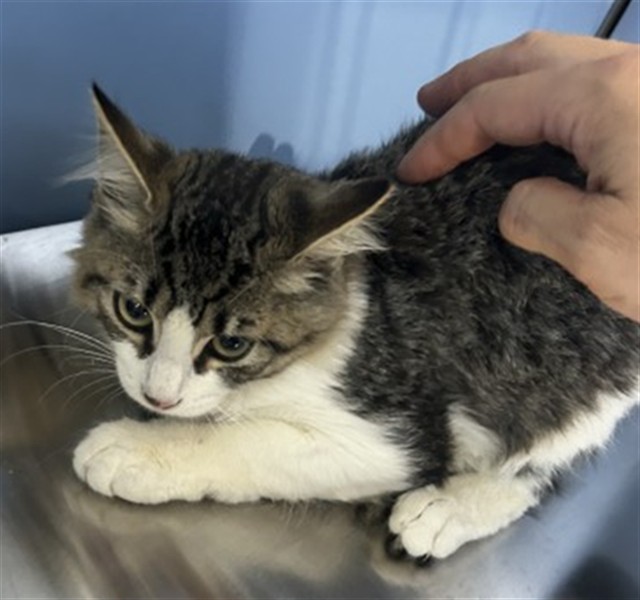 Shelter Stray Female Cat last seen Near BLOCK MOUNTAIN VIEW AVE, 333 Chandler Pl, San Bernardino, CA 92408, USA