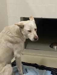 Shelter Stray Male Dog last seen Near BLOCK UNION LANDING BLVD, 1950 Stevenson Blvd, Fremont, CA 94538, USA