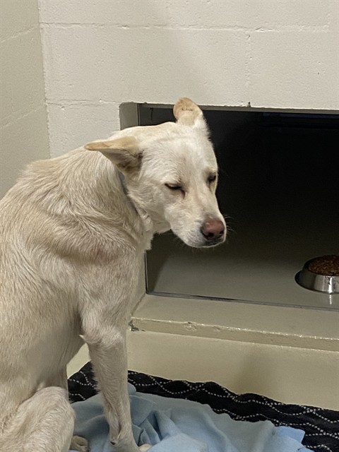 Shelter Stray Male Dog last seen Near BLOCK UNION LANDING BLVD, 1950 Stevenson Blvd, Fremont, CA 94538, USA