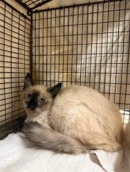 Shelter Stray Female Cat last seen MISSION BLVD, 1950 Stevenson Blvd, Fremont, CA 94538, USA
