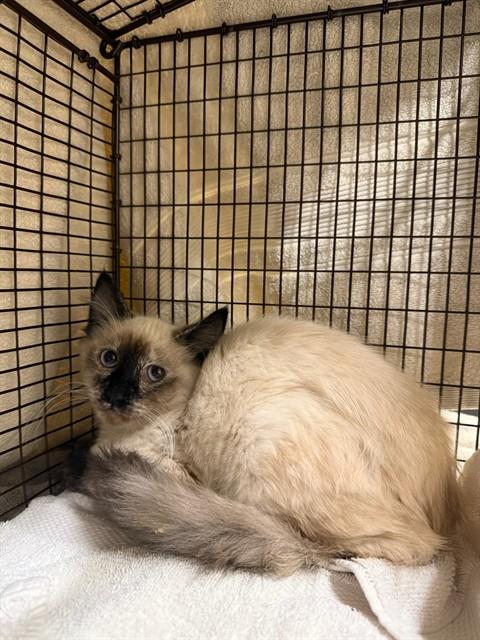 Shelter Stray Female Cat last seen MISSION BLVD, 1950 Stevenson Blvd, Fremont, CA 94538, USA