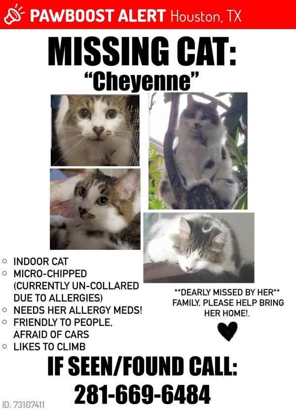 Lost Female Cat last seen Richmond/Meadowglen, Houston, TX 77042