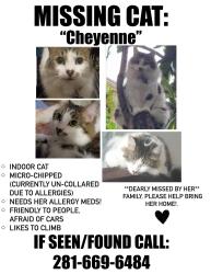 Lost Female Cat last seen Richmond/Meadowglen, Houston, TX 77042