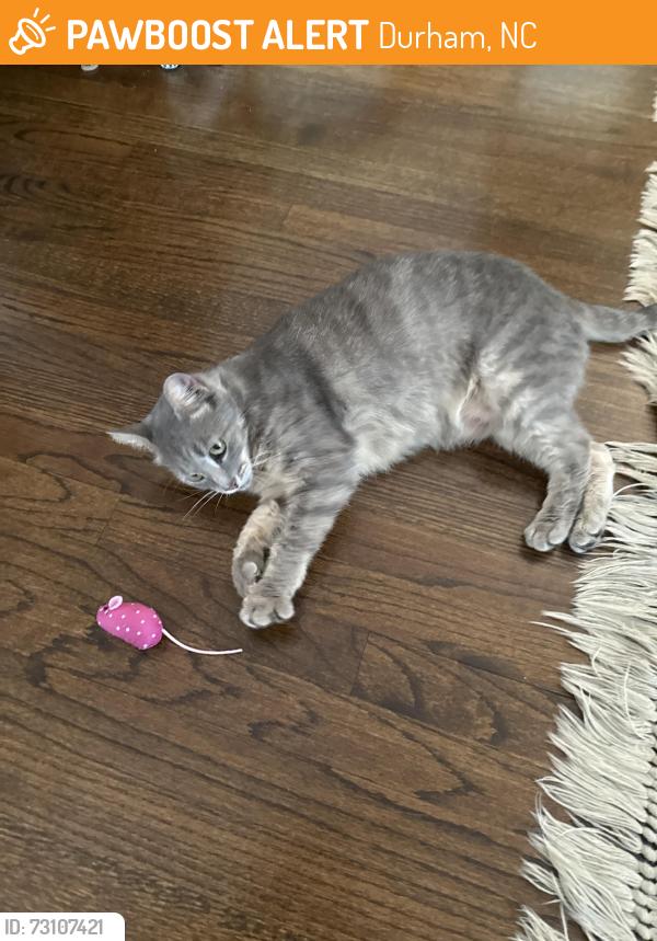 Found/Stray Female Cat last seen Old Chapel Hill Rd off of MLK Jr pkwy at Dover Place, Durham, NC 27707
