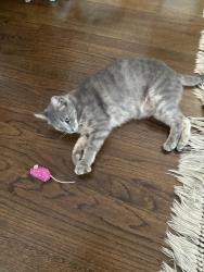 Found/Stray Female Cat last seen Old Chapel Hill Rd off of MLK Jr pkwy at Dover Place, Durham, NC 27707