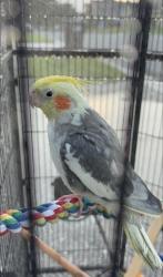 Lost Male Bird last seen southchase plaza, Orlando, FL 32824