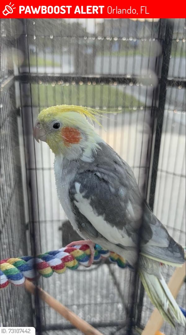 Lost Male Bird last seen southchase plaza, Orlando, FL 32824