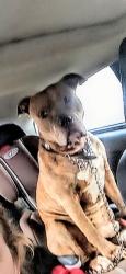 Reunited Male Dog last seen Capital Mall rd, Tanglewilde, WA 98516
