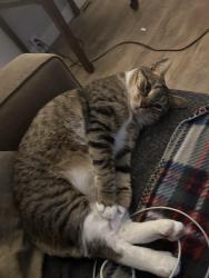 Reunited Female Cat last seen Elmwood Gardens, Coatesville, PA 19320