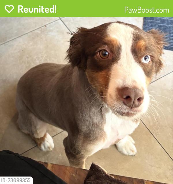 Reunited Female Dog last seen Oakstone Way and Viking, Anaheim, CA 92806