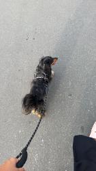 Lost Female Dog last seen Parrish, Parrish, FL 34219