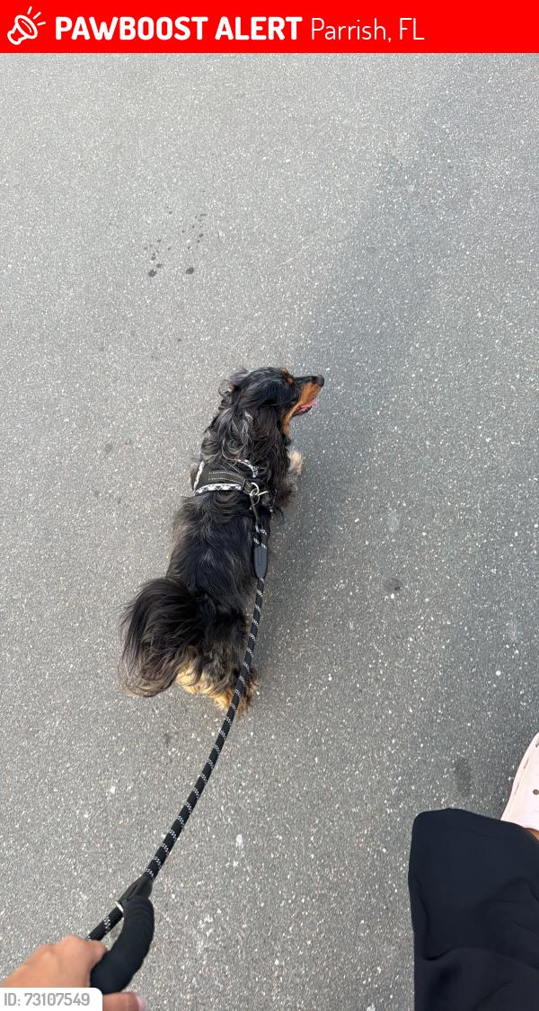 Lost Female Dog last seen Parrish, Parrish, FL 34219