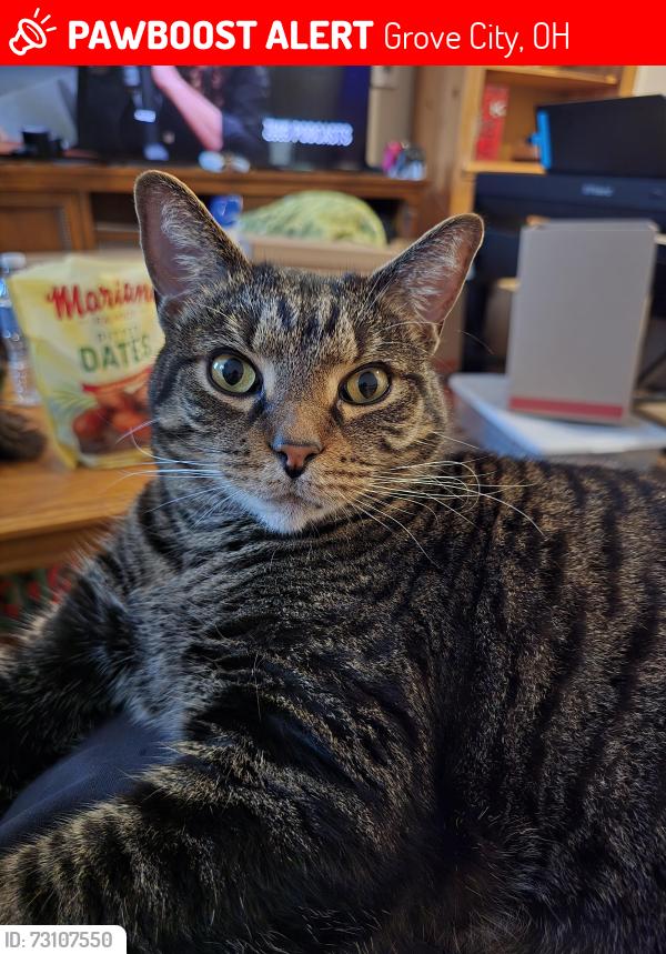 Lost Male Cat last seen Columbus St and Kells Way, Grove City, OH 43123