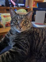 Lost Male Cat last seen Columbus St and Kells Way, Grove City, OH 43123
