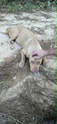 Reunited Female Dog last seen county road 3407, Henderson County, TX 75758