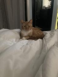Lost Female Cat last seen Idlewood Blvd, Lafayette, LA 70506