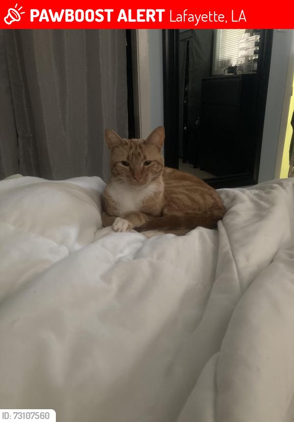 Lost Female Cat last seen Idlewood Blvd, Lafayette, LA 70506