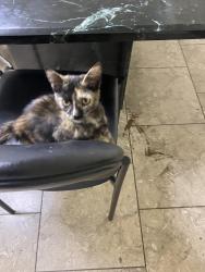 Found/Stray Unknown Cat last seen Near, San Leandro, CA 94577