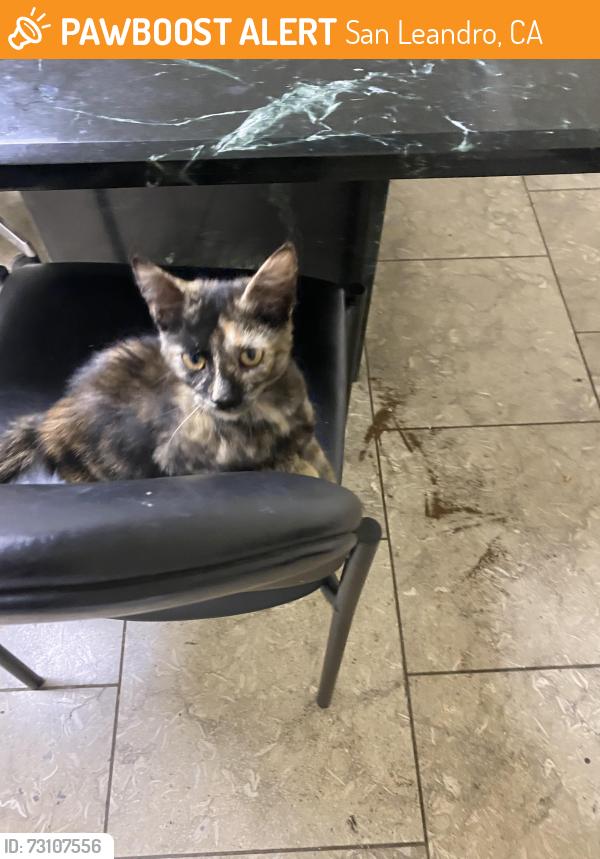 Found/Stray Unknown Cat last seen Near, San Leandro, CA 94577