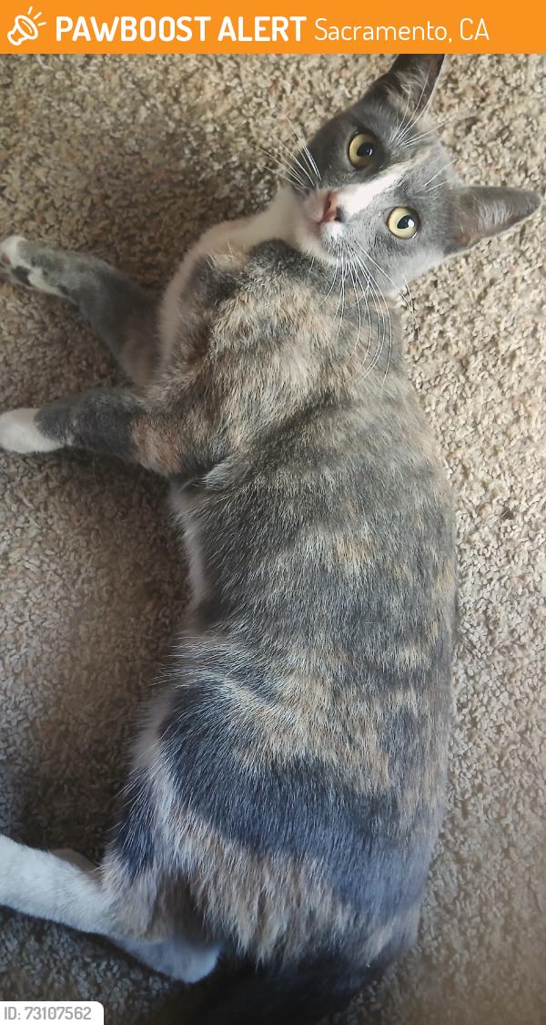 Found/Stray Female Cat last seen Macfinley way, Sacramento, CA 95828