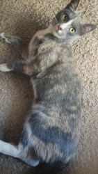 Found/Stray Female Cat last seen Macfinley way, Sacramento, CA 95828
