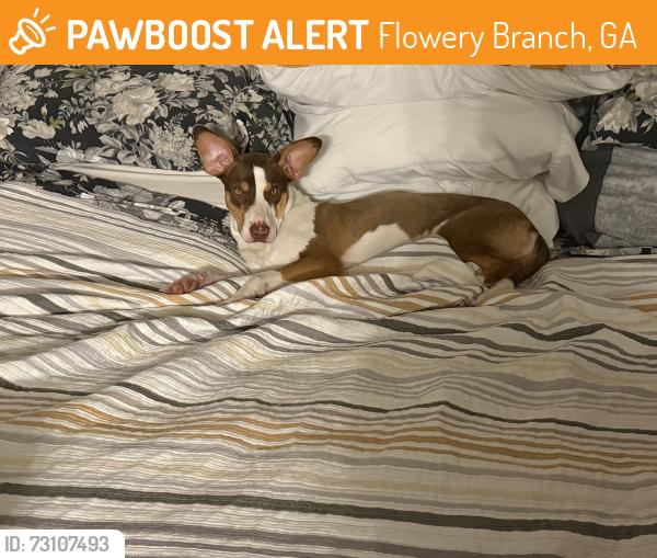 Found/Stray Female Dog last seen Oakwood Business Park, Flowery Branch, GA 30566