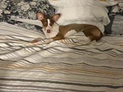 Found/Stray Female Dog last seen Oakwood Business Park, Flowery Branch, GA 30566
