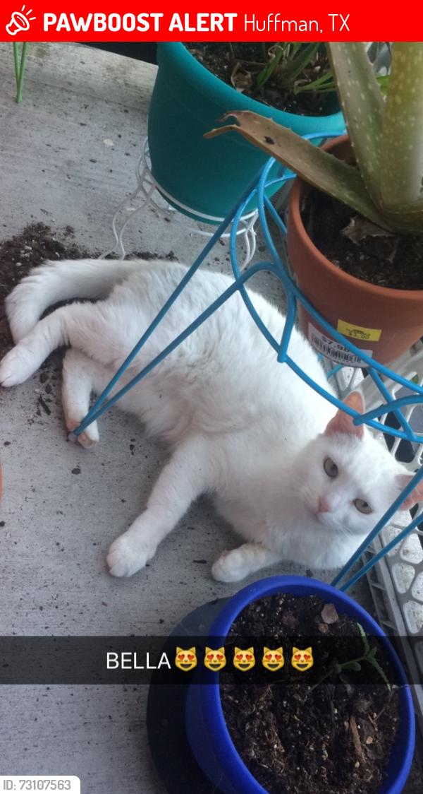 Lost Female Cat last seen Woodland Lakes Huffman, Huffman, TX 77336