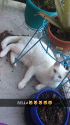 Lost Female Cat last seen Woodland Lakes Huffman, Huffman, TX 77336
