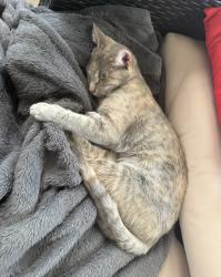 Reunited Female Cat last seen Near Holly Dr, Woodbury, NJ 08096, USA, Woodbury, NJ 08096