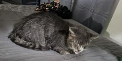 Found/Stray Unknown Cat last seen Henry place X fifth avenue, Bay Shore, NY 11706