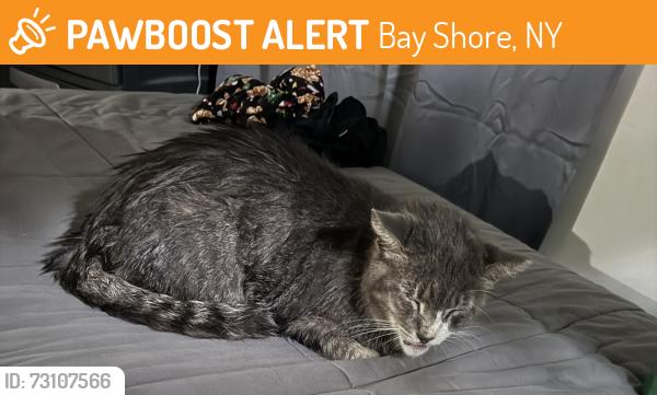 Found/Stray Unknown Cat last seen Henry place X fifth avenue, Bay Shore, NY 11706