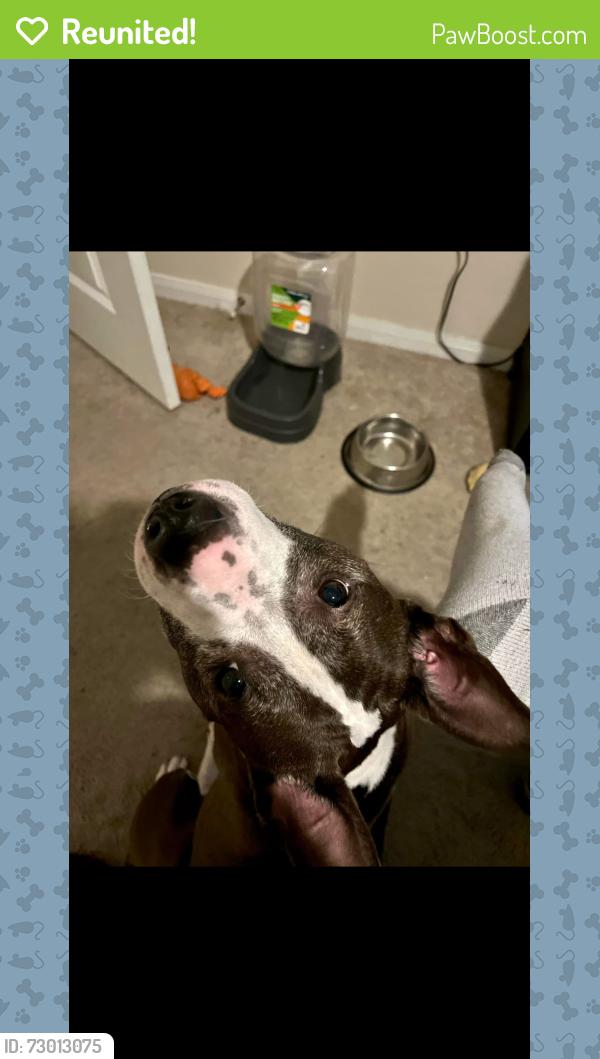 Reunited Female Dog last seen Cedar ridge lane & rushing meadow lane, Houston, TX 77089