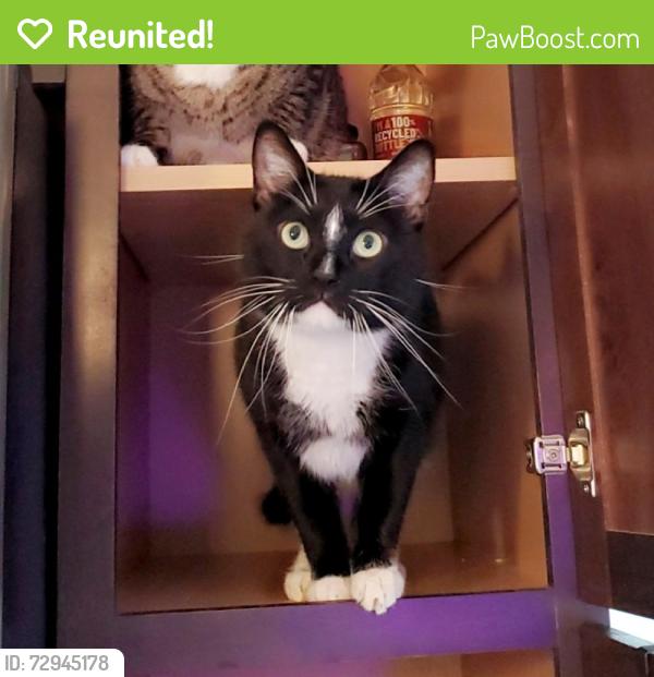Reunited Male Cat last seen Twin hills / valley hills, Houston, TX 77071
