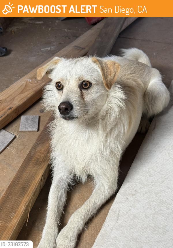 Found/Stray Male Dog last seen Chattanooga, San Diego, CA 92139